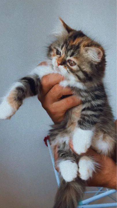 Gatinhos persa - Foto 2