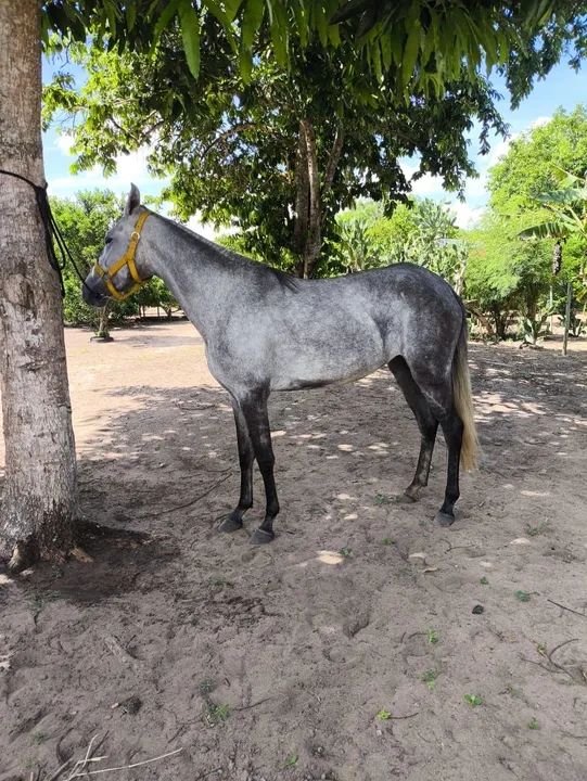 Égua de picado, neta do monza da riocon 3 anos e meio - Foto 3