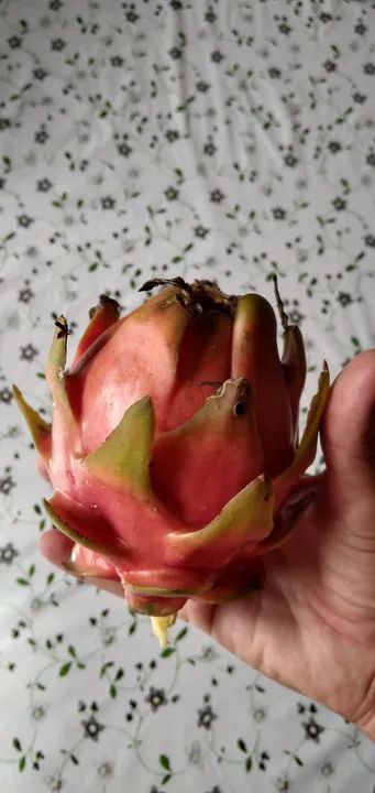 Muda de Pitaya Polpa Branca e Polpa vermelha - Foto 2