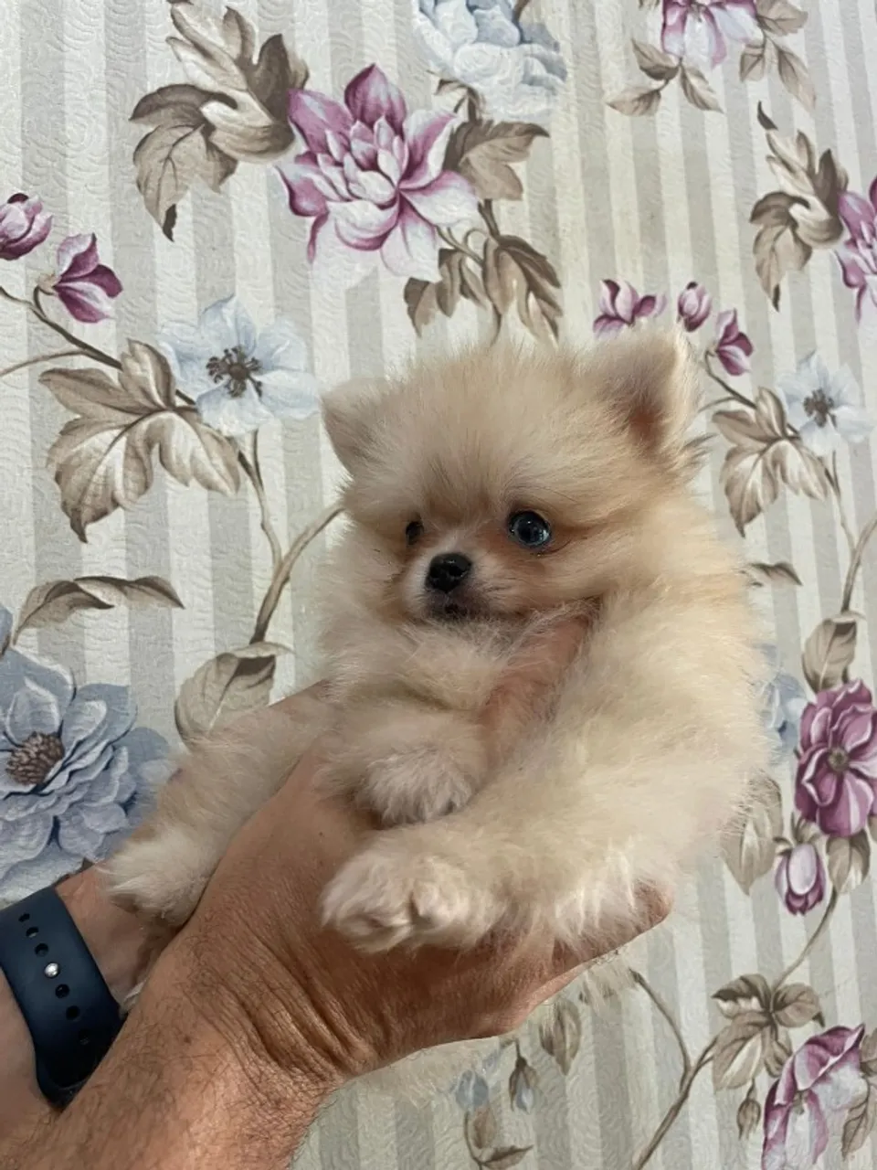 Filhote de Spitz Alemão Anão (Lulu da Pomerânia)