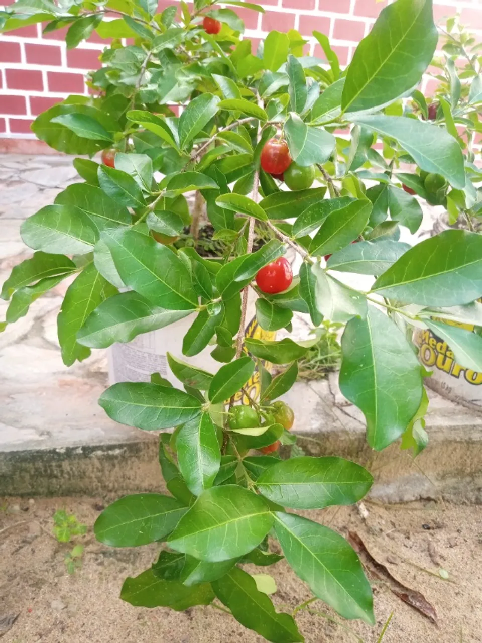 Acerola enxertada, produzindo em vaso.