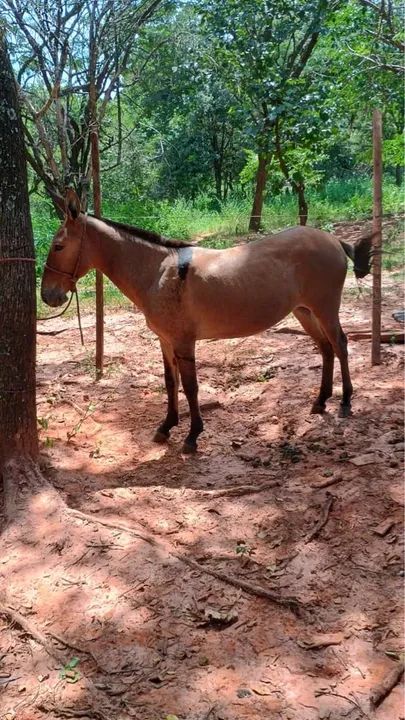 Mula de 1 ano  - Foto 2