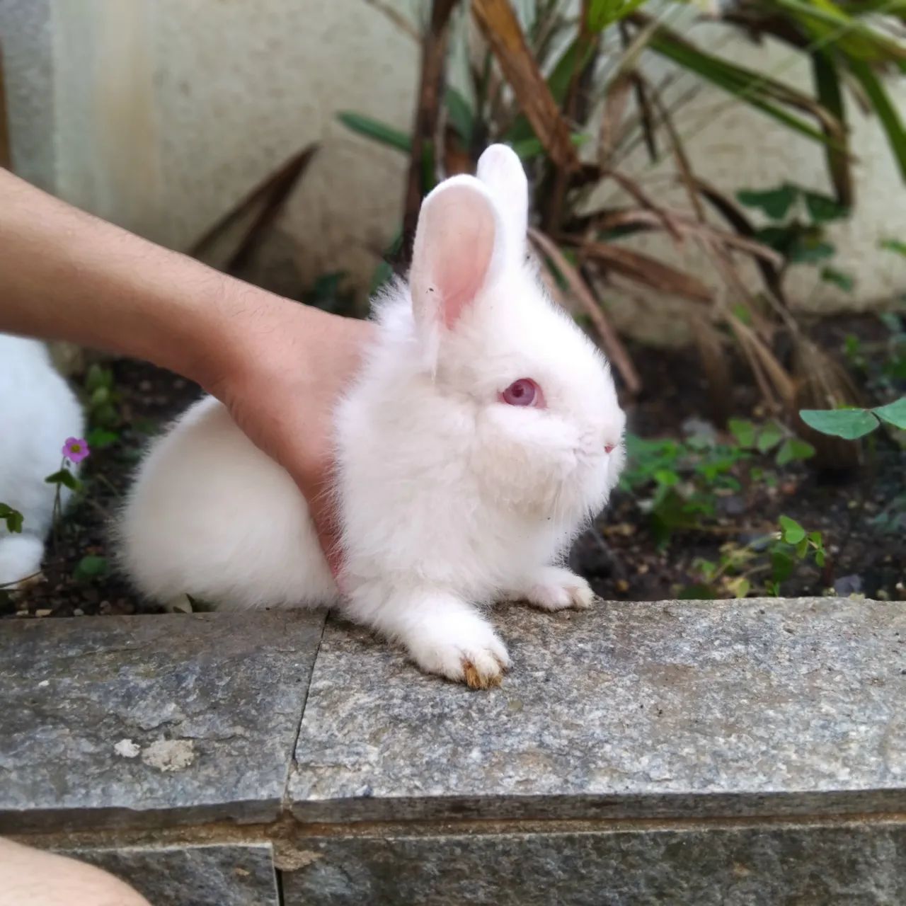 Mini coelhos  - Foto 2