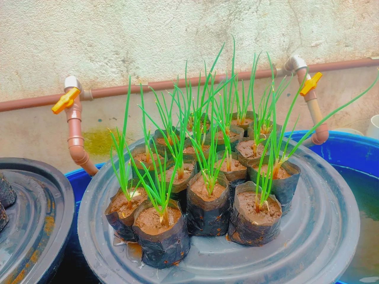 3 Mudas de Cebolinha por R$ 10 - Foto 2