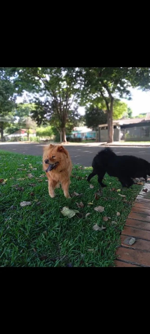 Doando casal Chow-Chow lindo e carinhoso - Foto 2