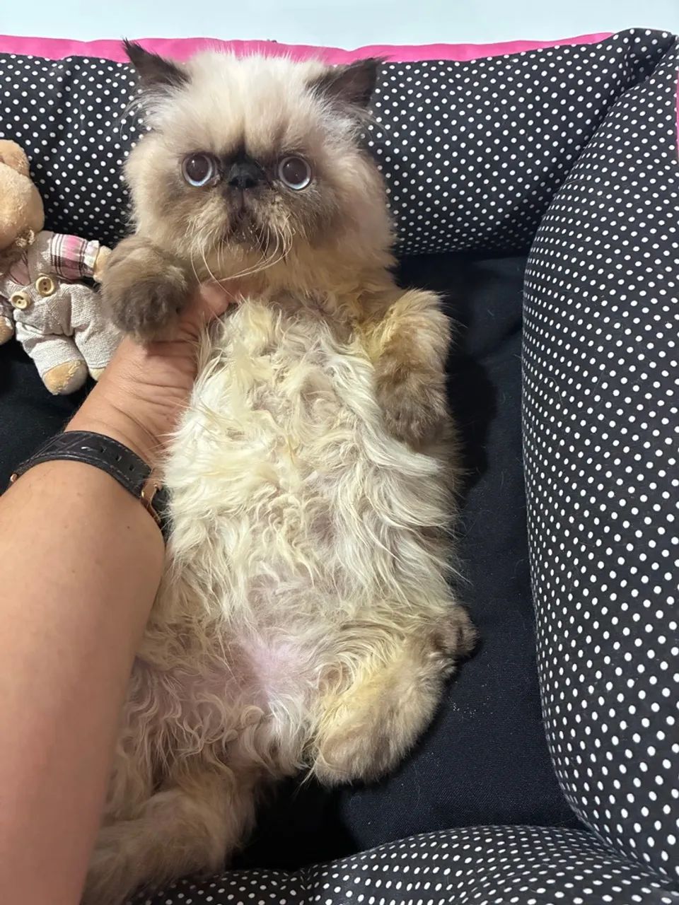 Gato persa padrão Show - 1.500 - Foto 2