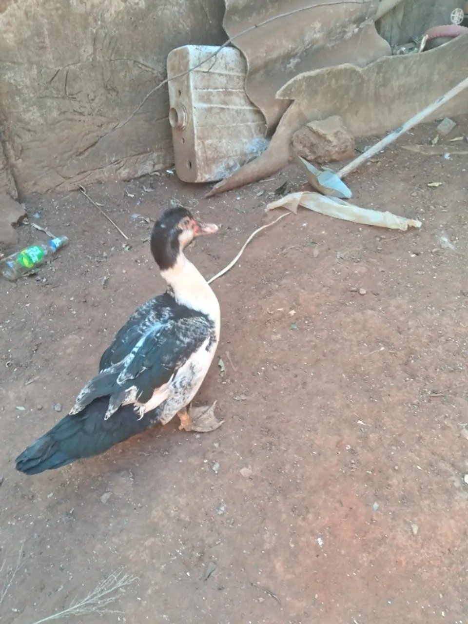 Pato