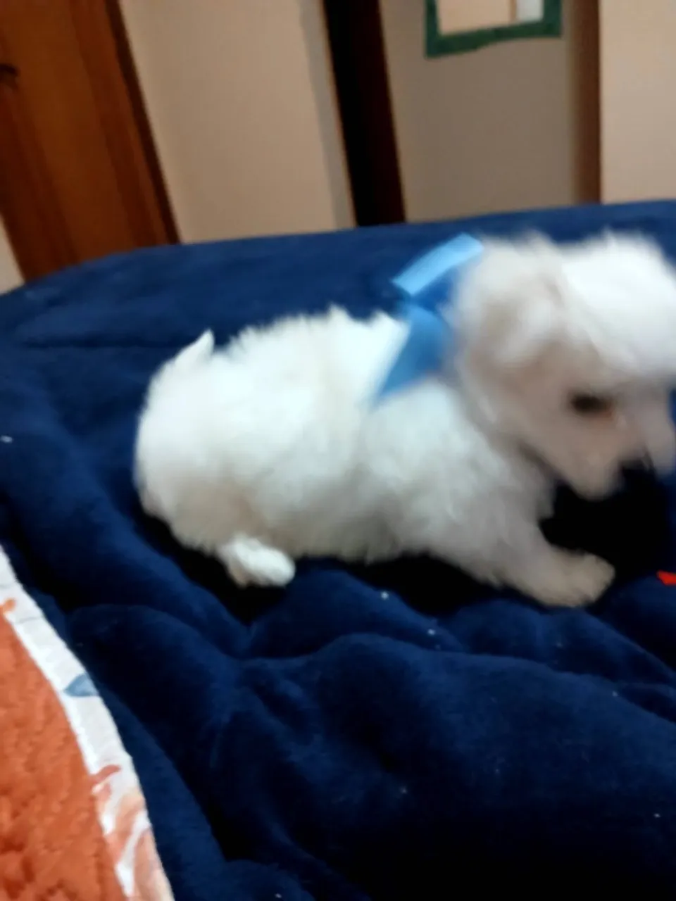 Maltês machinho lindíssimo ?