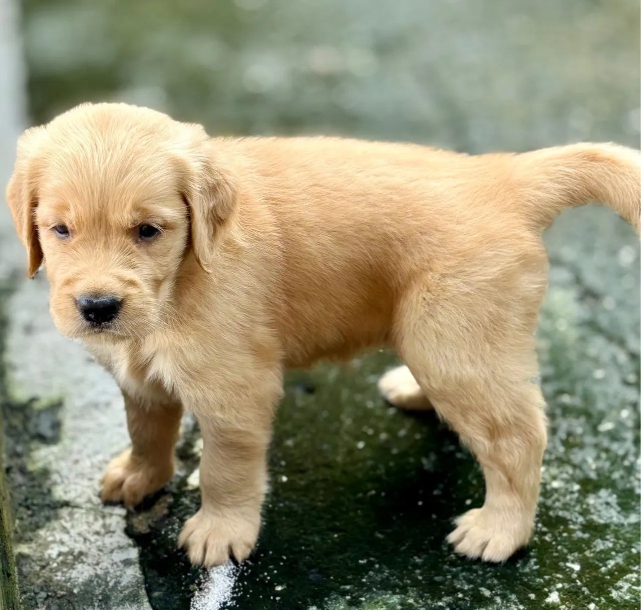 Filhotes Golden Retriever com pedigree - Foto 4