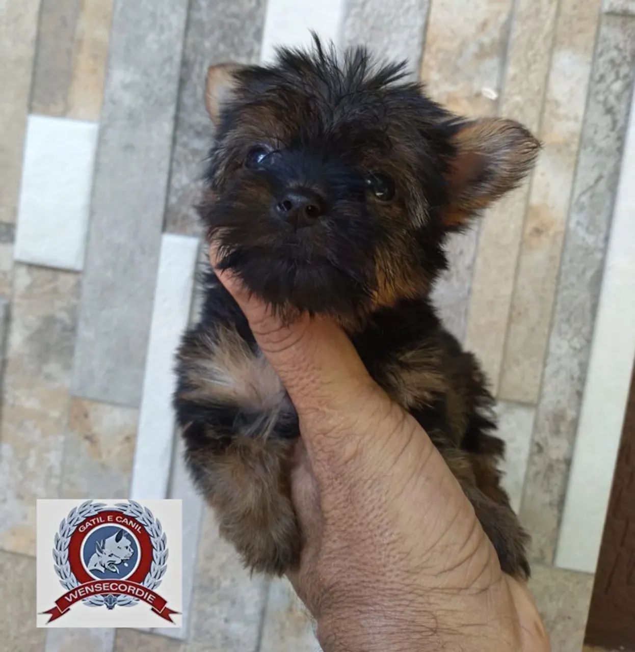 Filhotes Yorkshire Terrier fêmea e macho