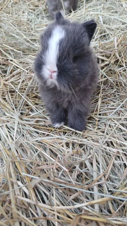 Mini Coelho netherland 