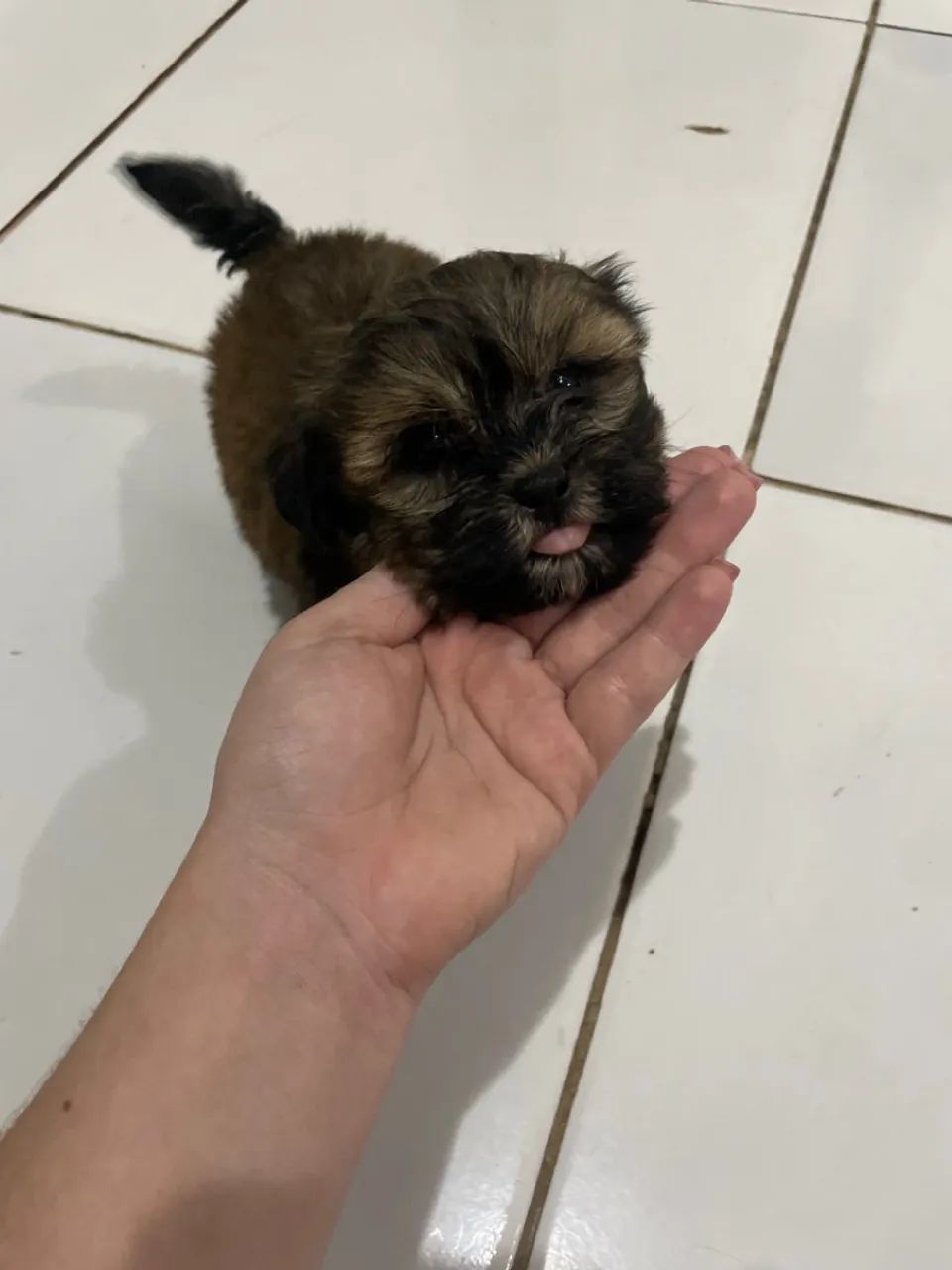 Filhotes Shih Tzu Lindos e Fofos - Foto 2