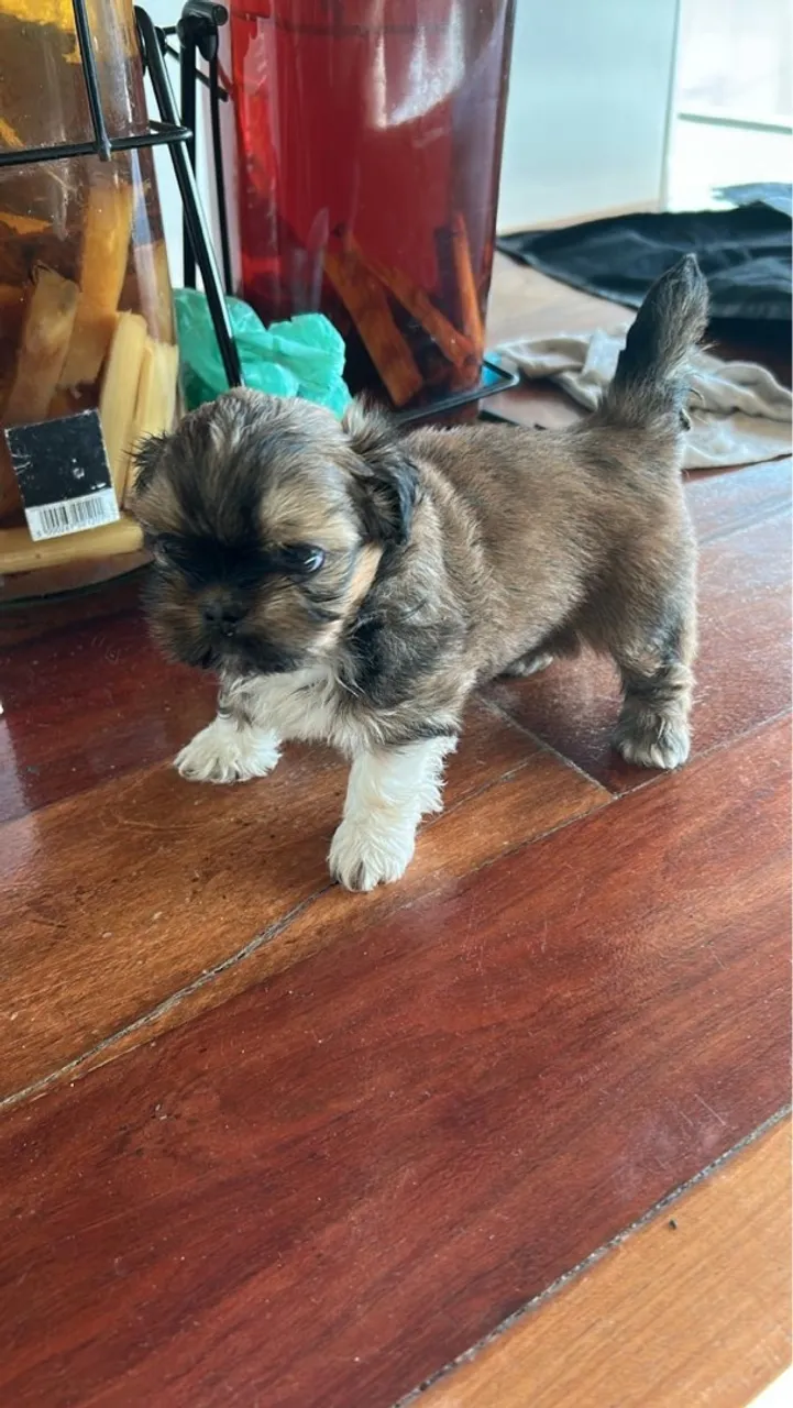 Filhote Shih Tzu a venda