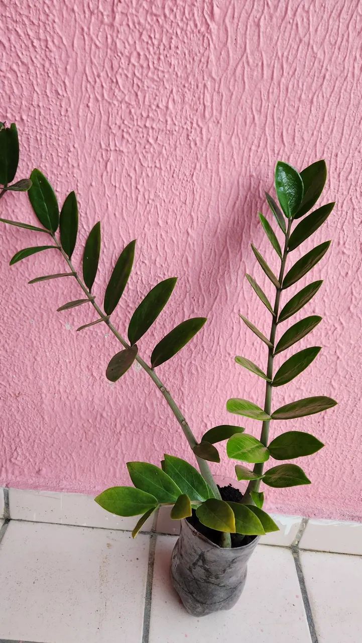 Zamioculca - Planta resistente e elegante para sua casa ou local de trabalho. 