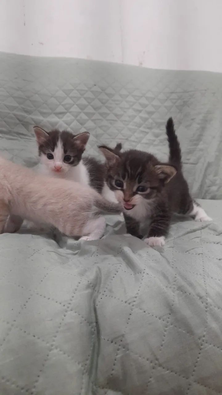 Gatinha filhote para adoção  - Foto 4