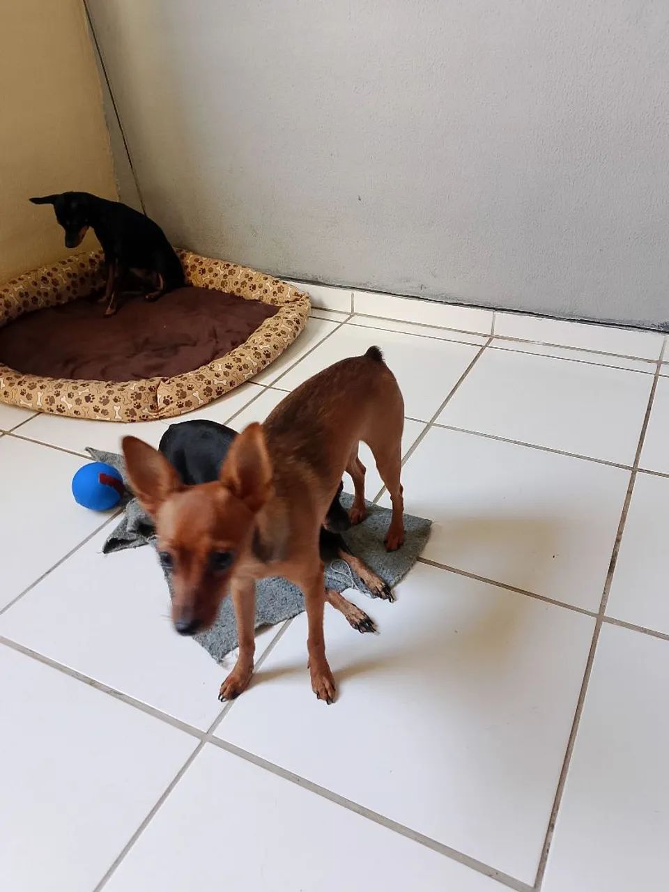 Pinscher número 1  - Foto 5