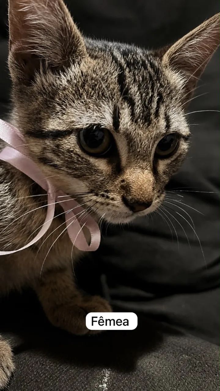 Gatinhos filhotes  - Foto 5