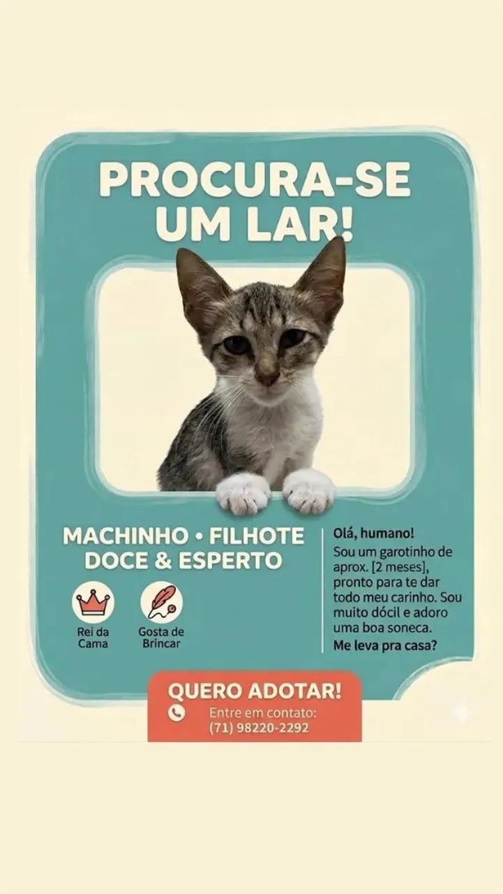 Gato macho para adoção 
