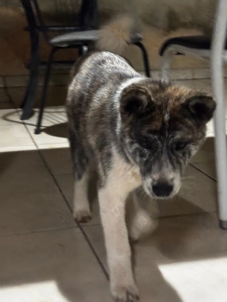 Akita inu  - Foto 4