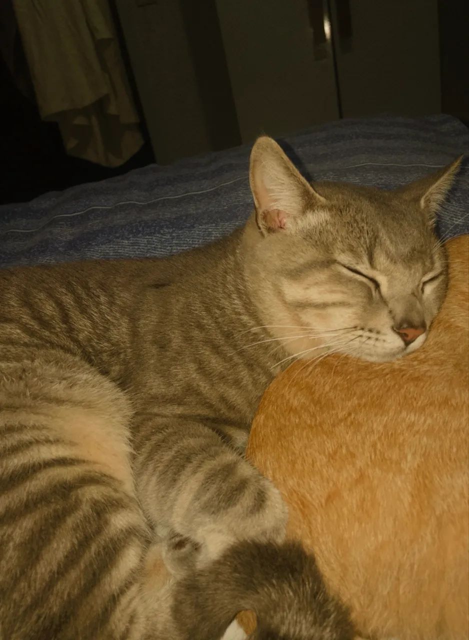 Doa-se gato - Foto 6