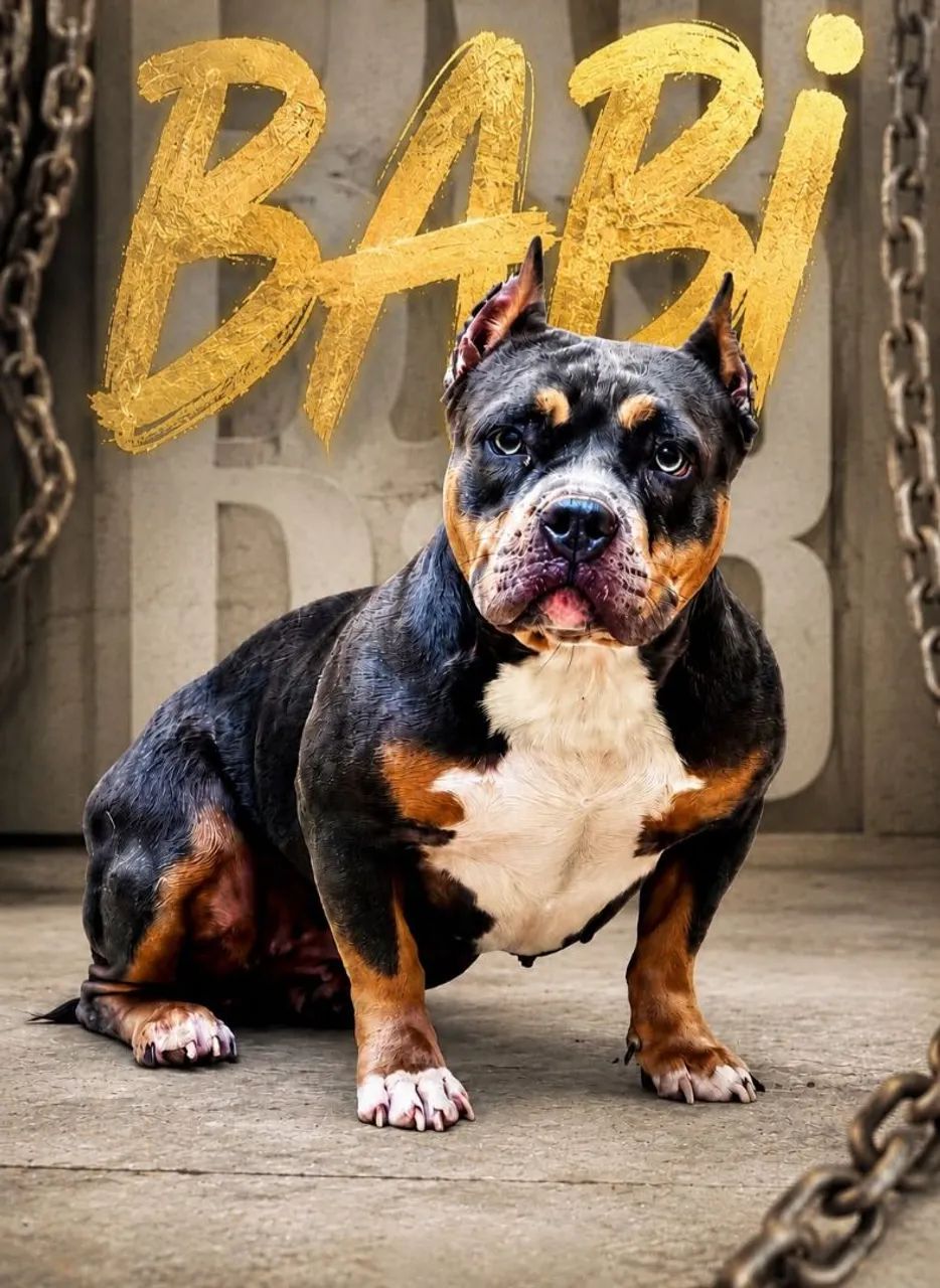 American bully MICRO  - Foto 4