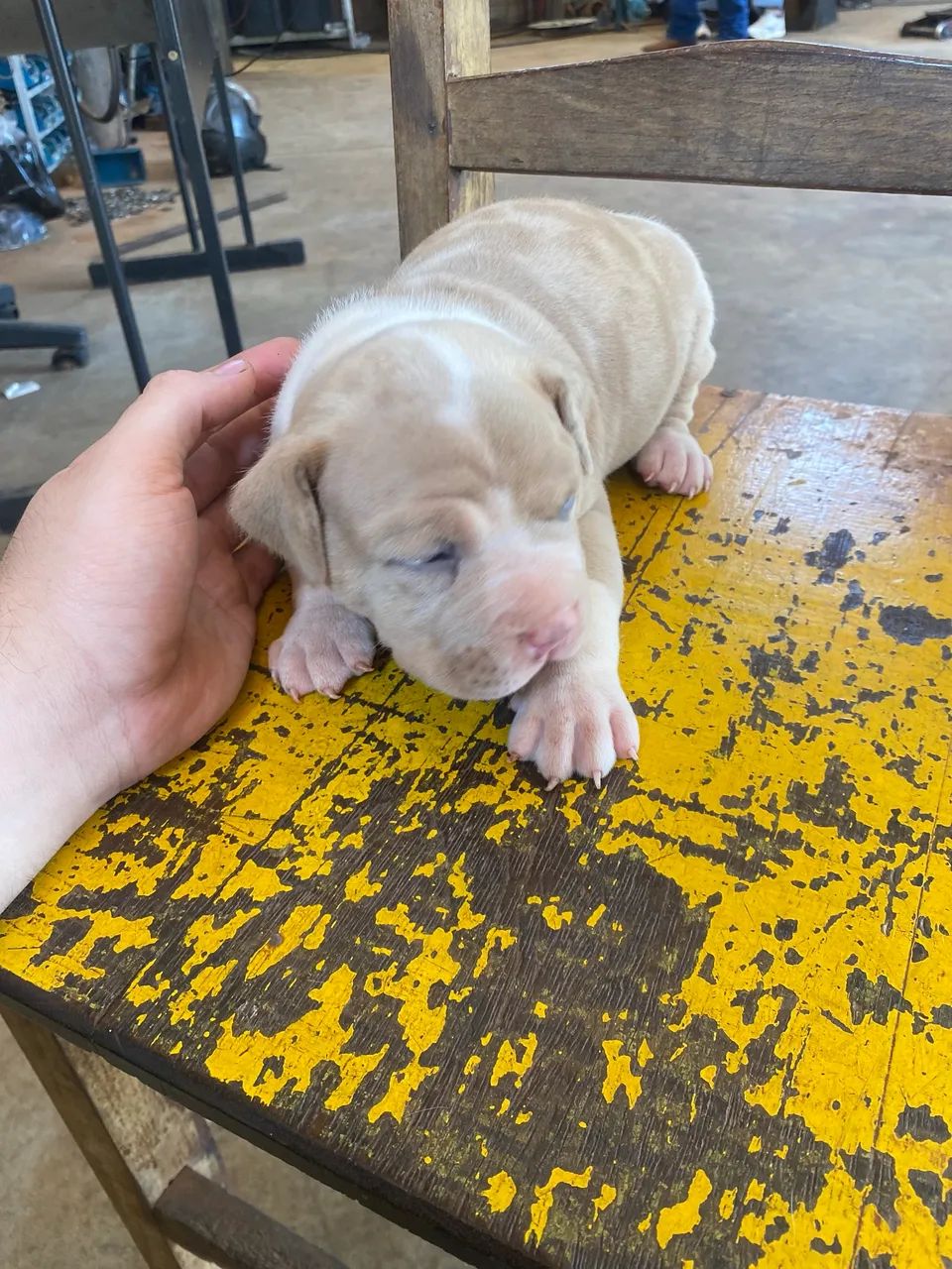 American bull legitimo  - Foto 3
