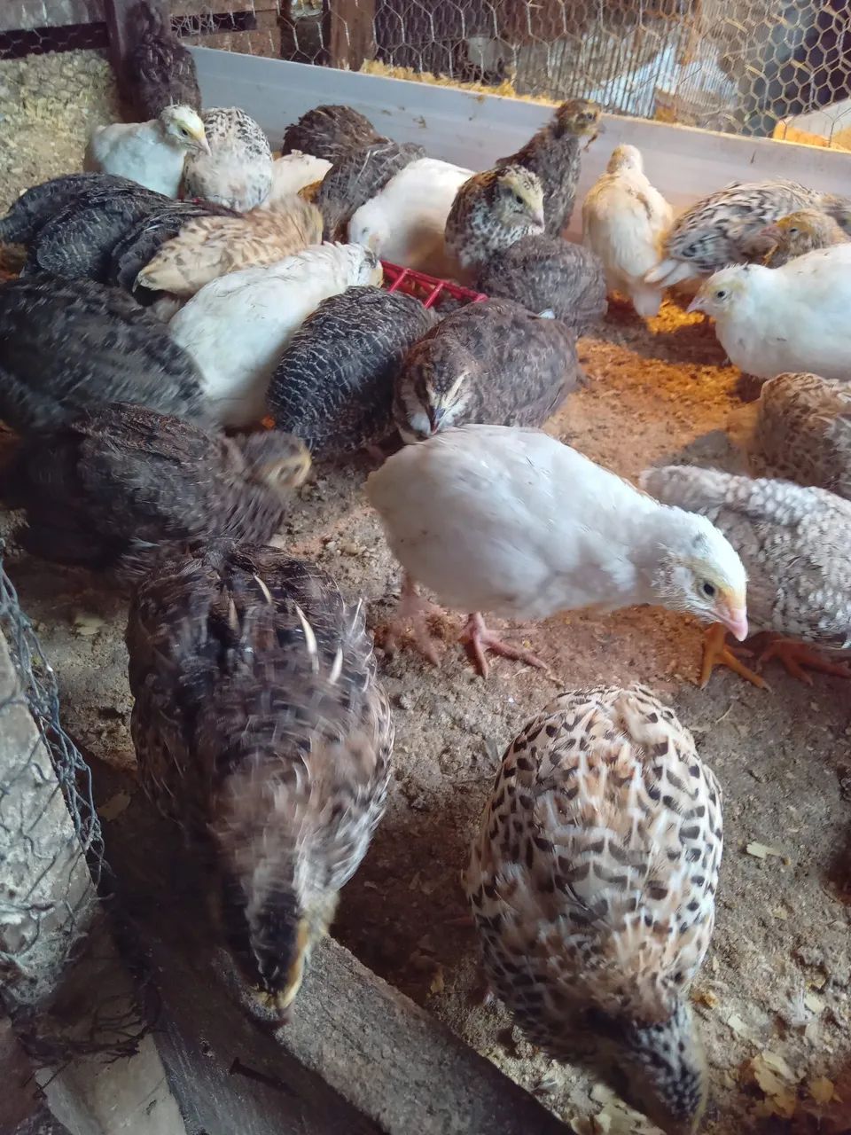 OVOS DE CODORNAS GIGANTES FÉRTEIS E RECÉM NASCIDAS - Foto 4