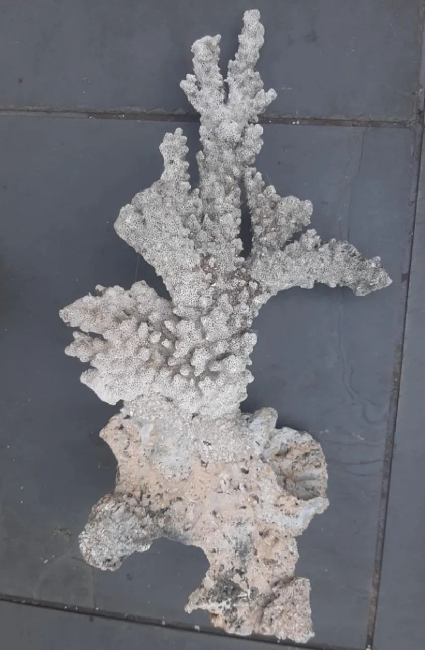Corais e rochas naturais (peças grandes e raras)