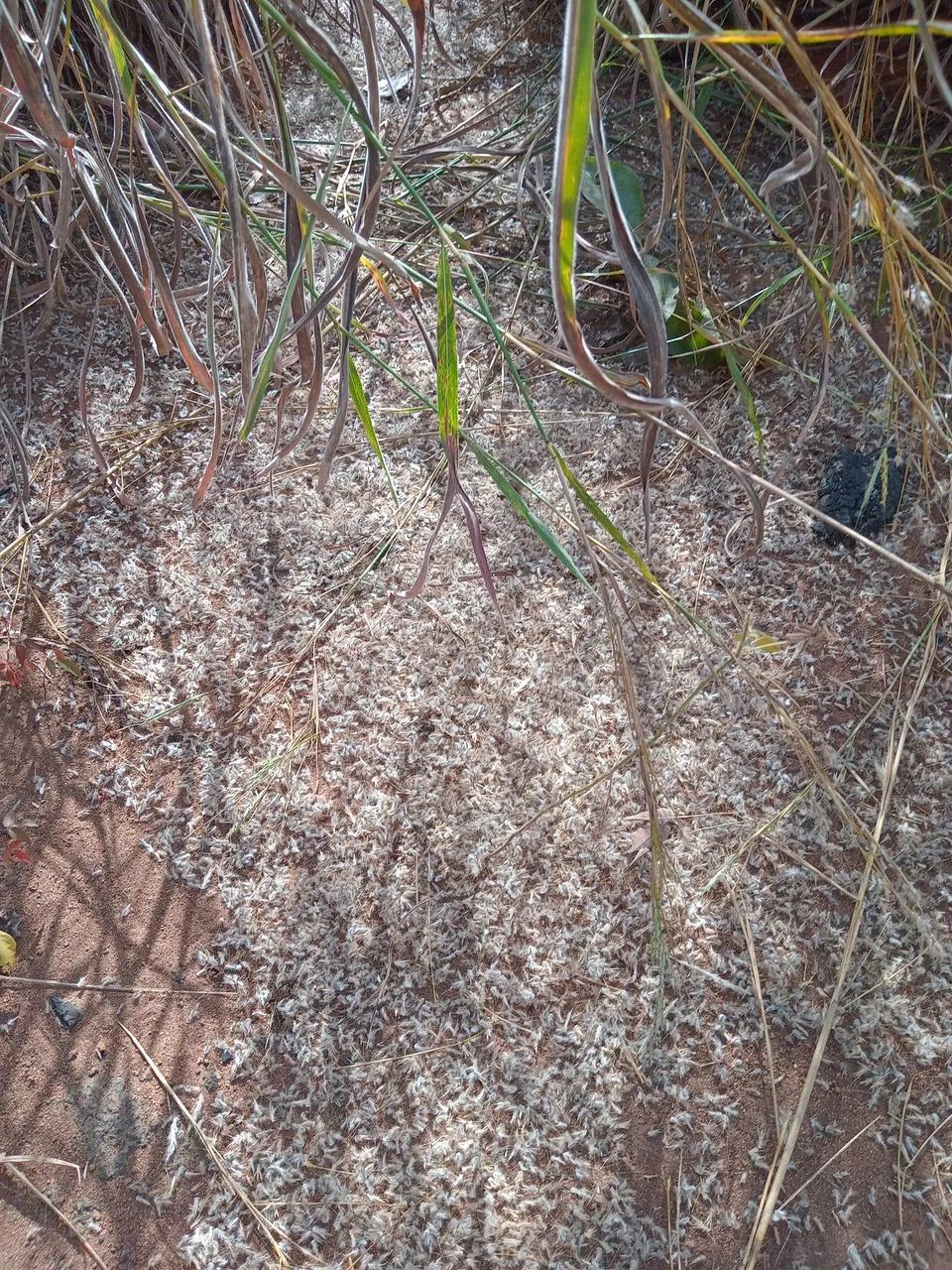 Semente de capim andropogon - Foto 4