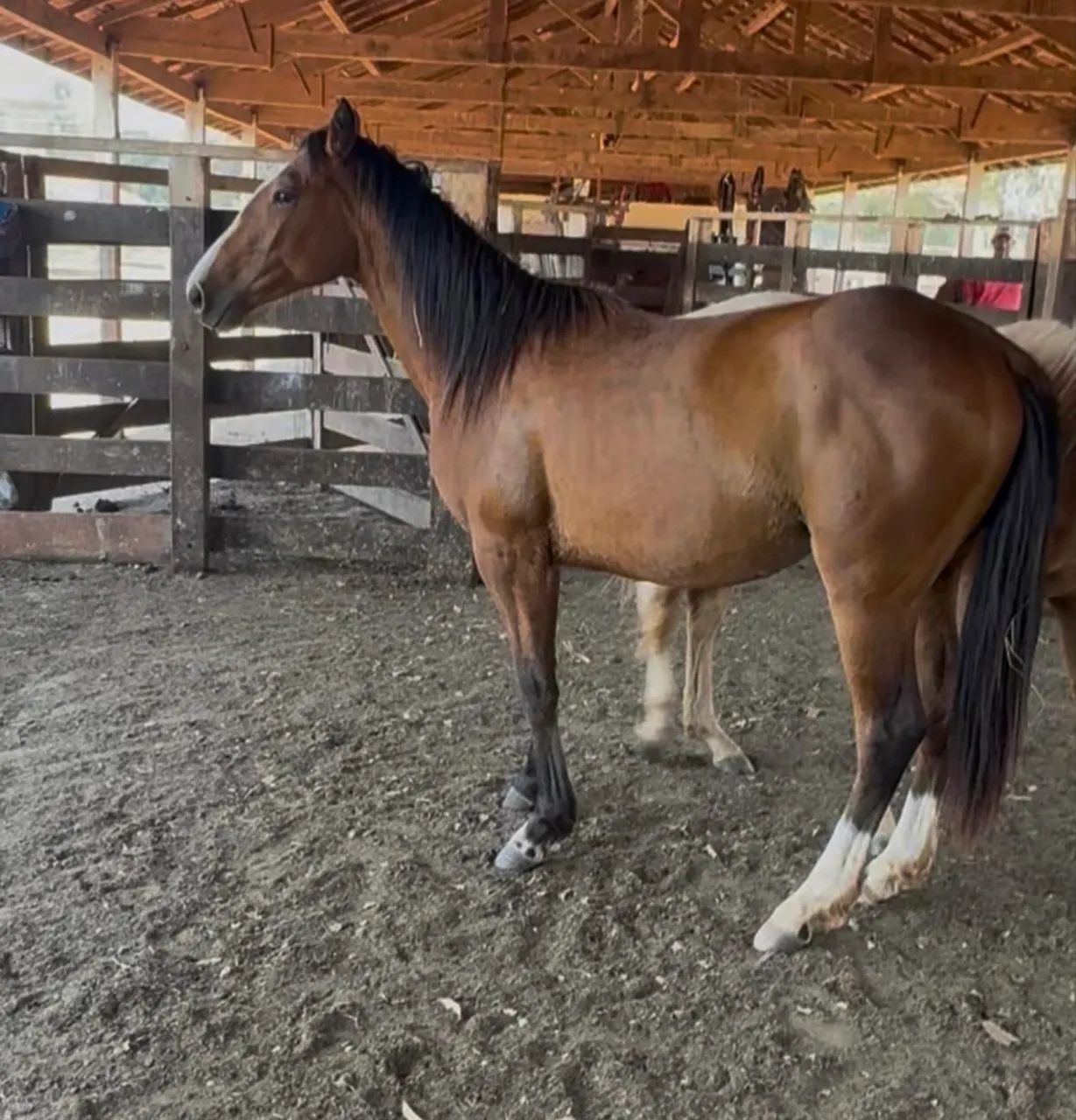 Potra quarto de milha  - Foto 2