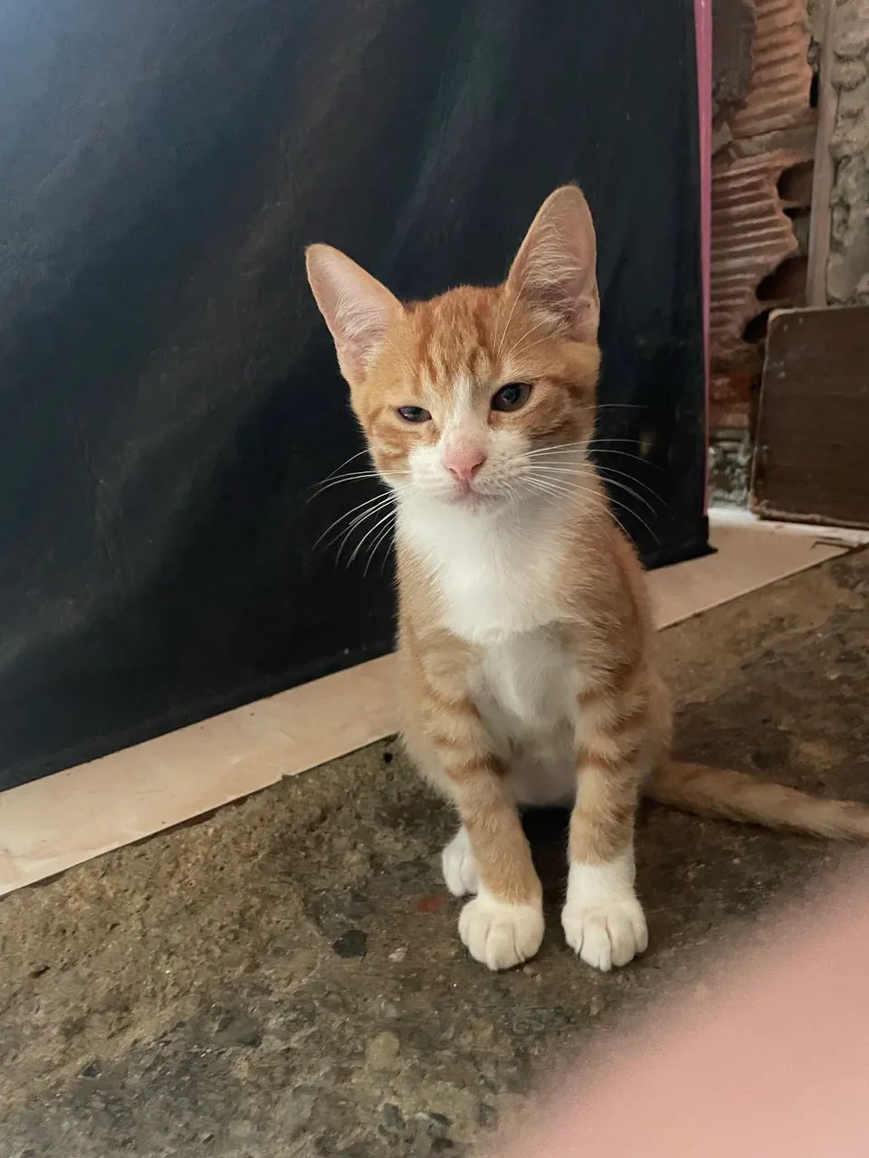 Doação gatinhos  - Foto 2