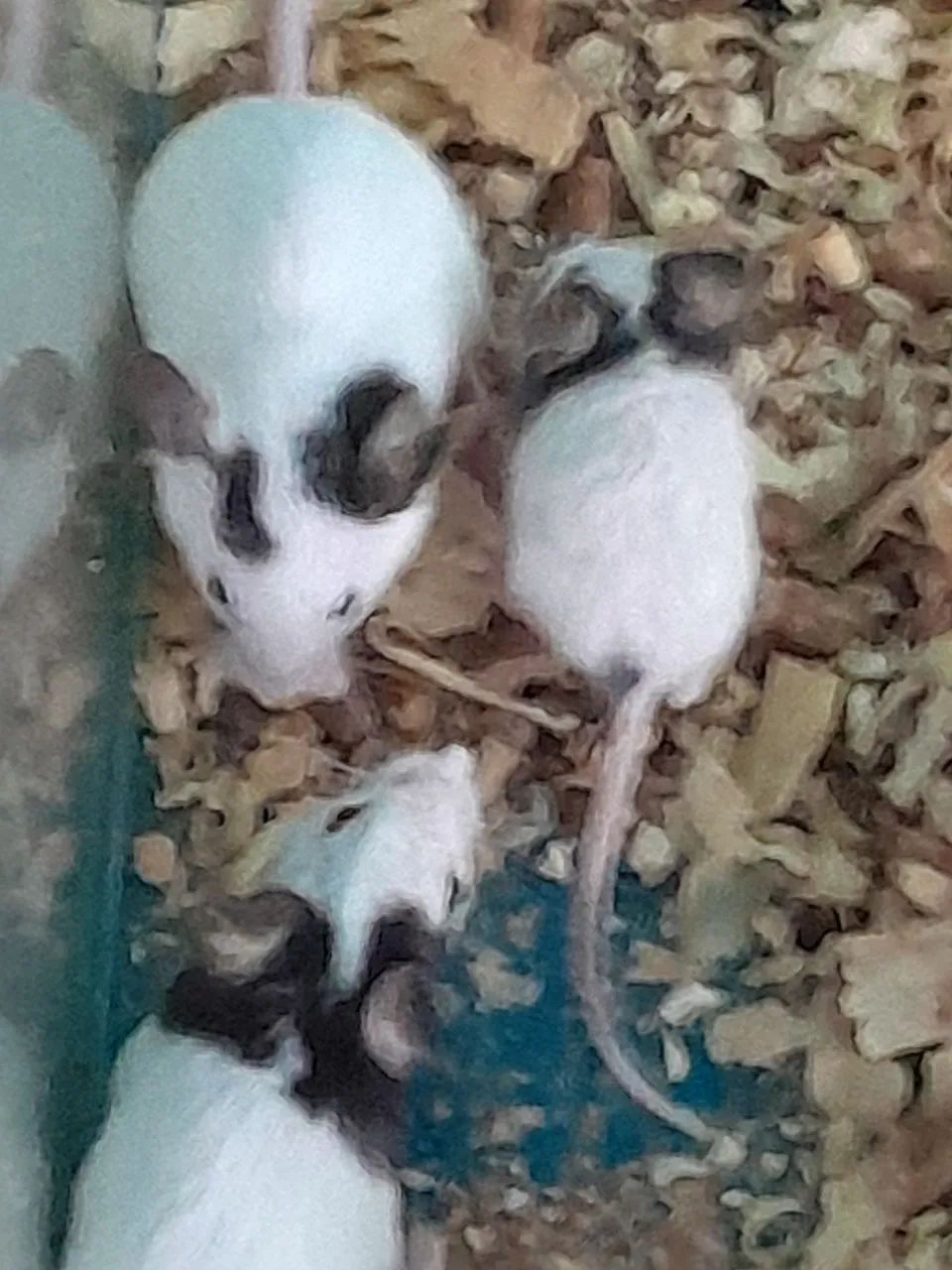 Ratos topolinos  - Foto 4