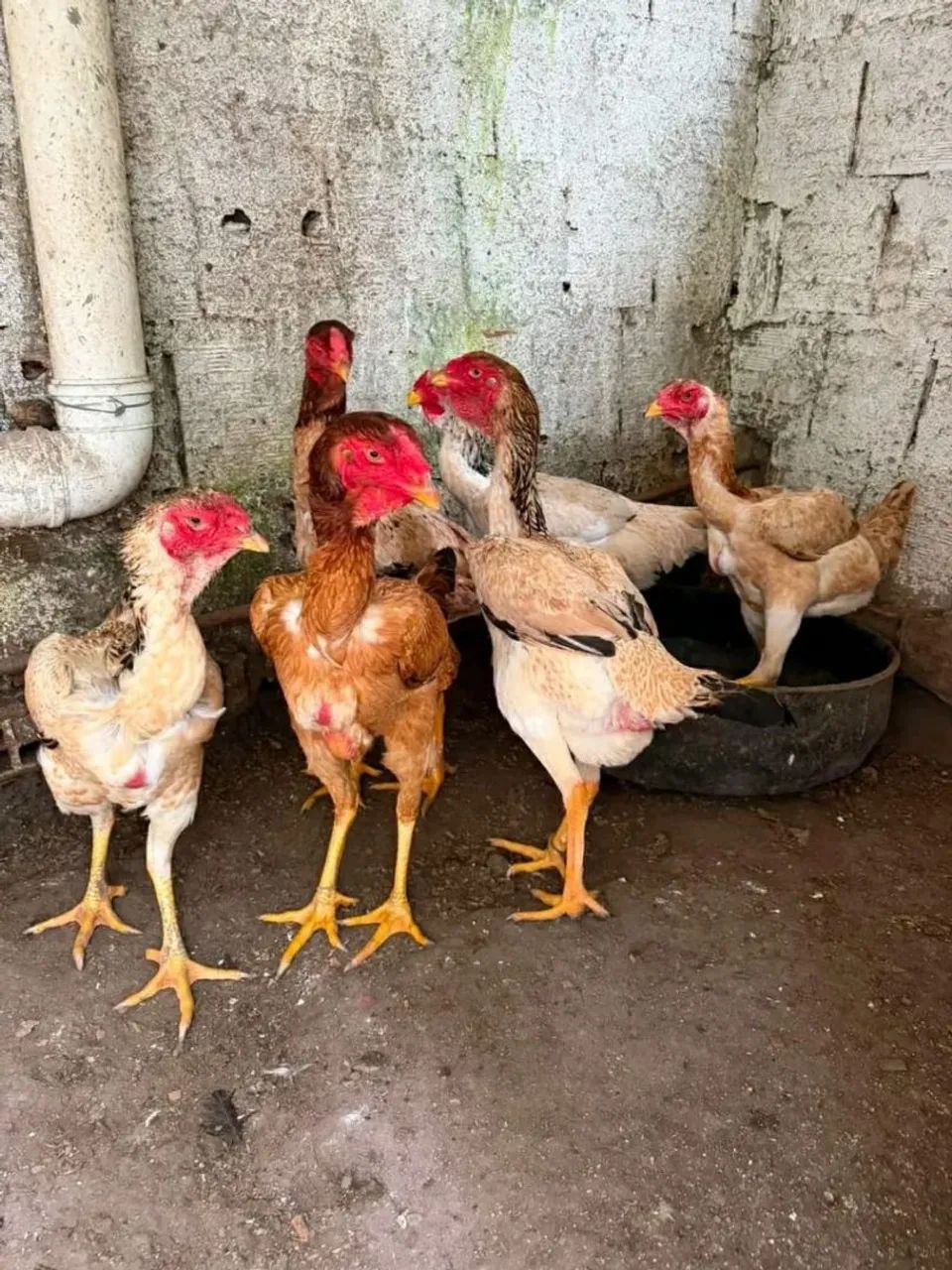 Galinha Caipira  - Foto 2