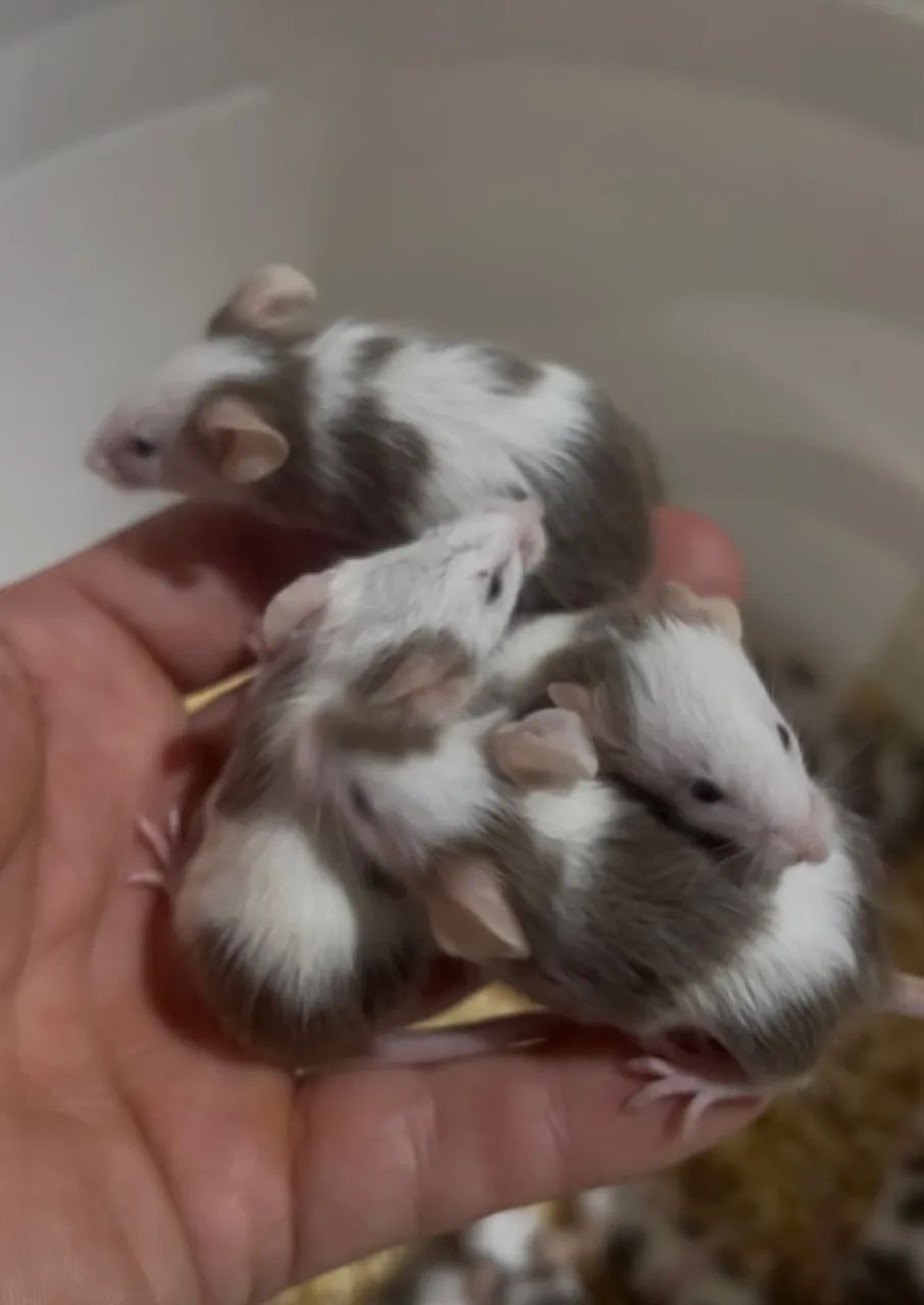 Topolinos ratinhos 
