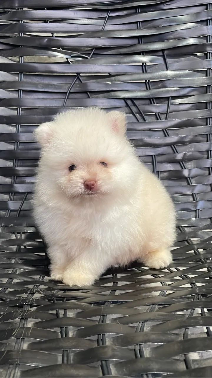 Cachorro - Foto 2
