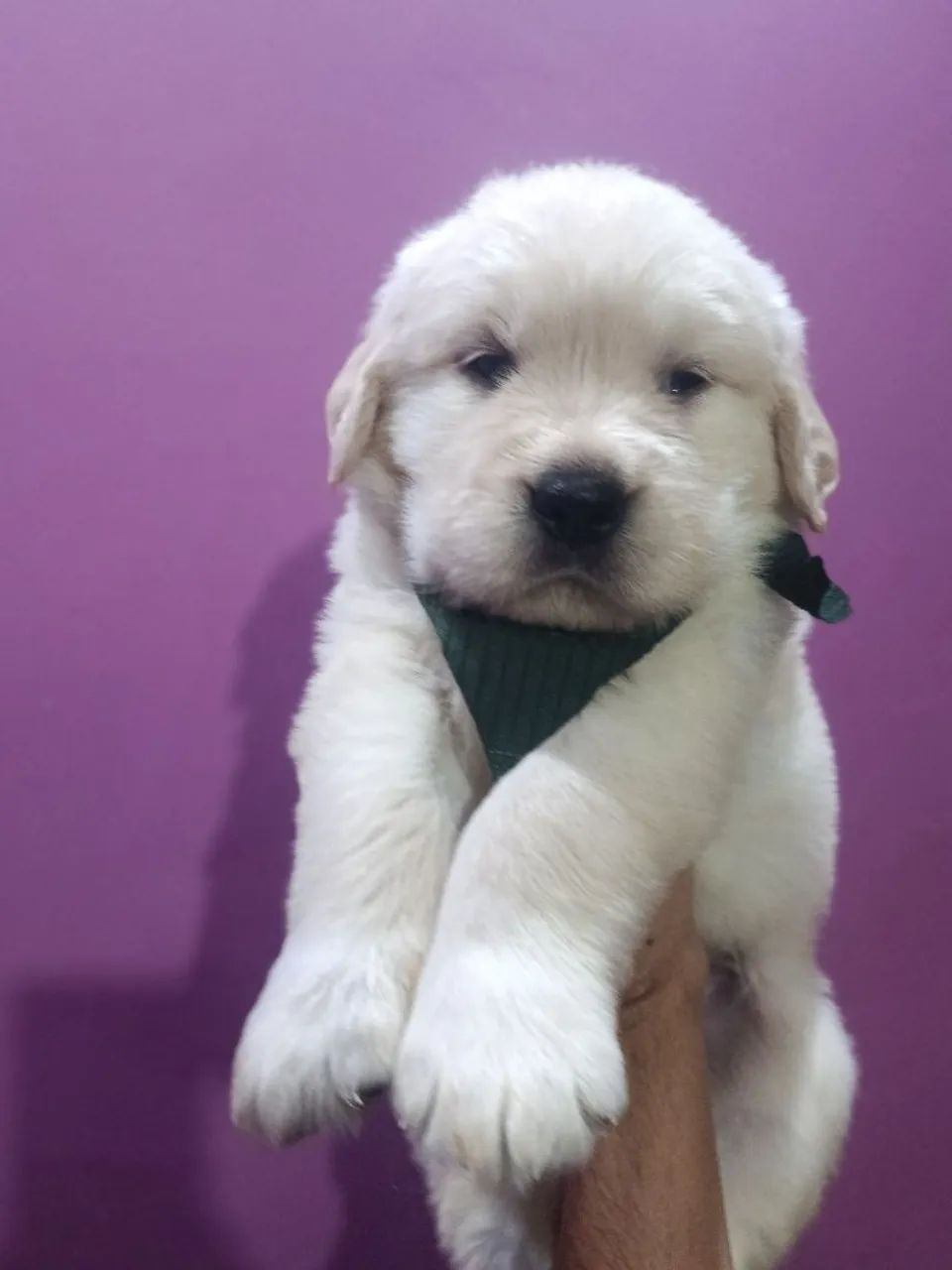 Golden Retrivier  - Foto 4