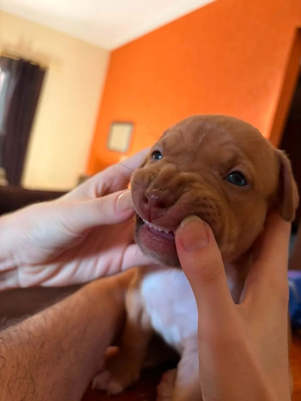 Filhotes de Pitbull - Foto 4