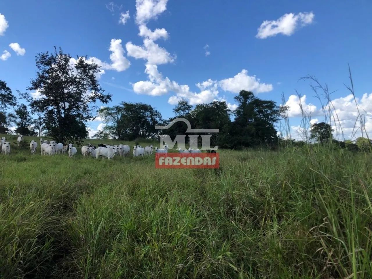 Fazenda Extra em Mara Rosa-GO. (65 Alqueires) - Foto 2