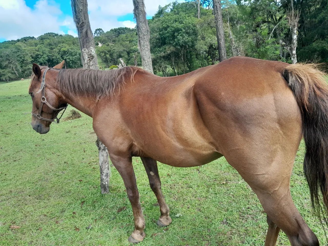 Cavalo quarto de milha  - Foto 2