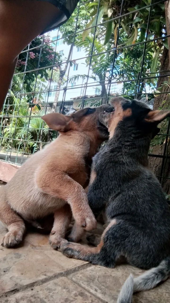 Boiadeiro Australiano Filhotes R$400,00