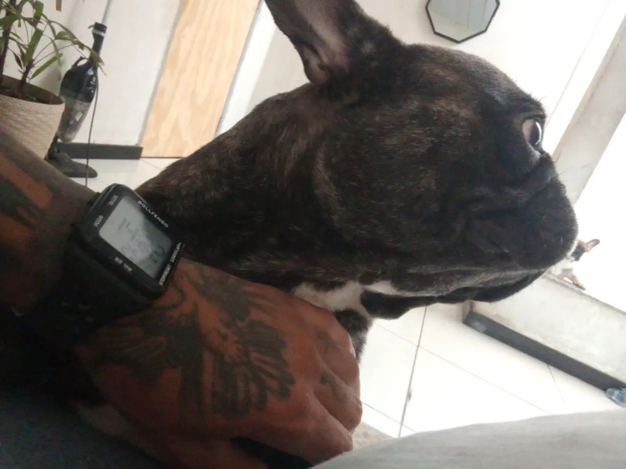 Bulldog francês - Foto 4