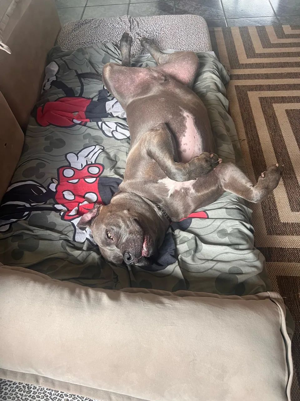 Cachorro  - Foto 4