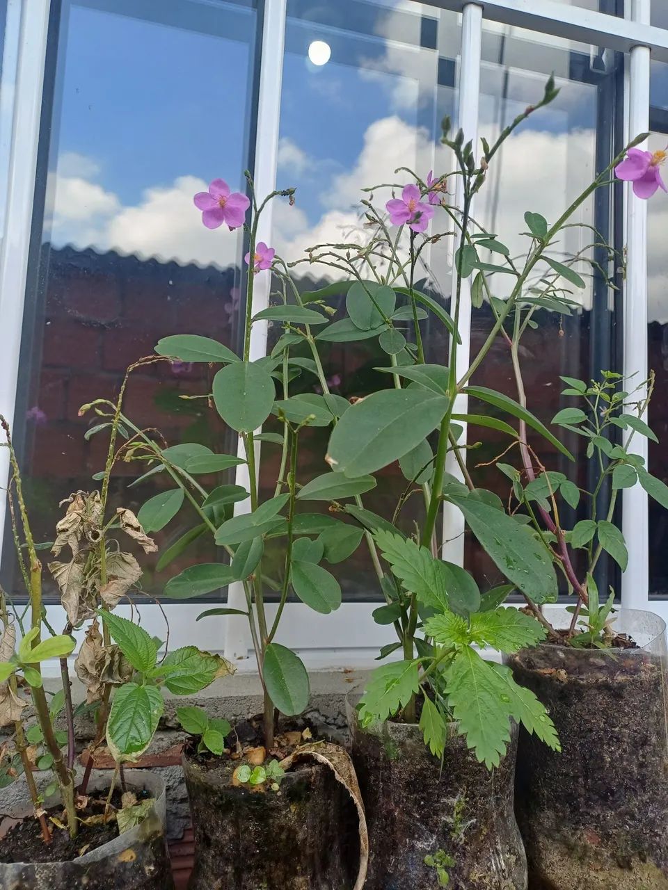 Beldroega Graúda  - Foto 4