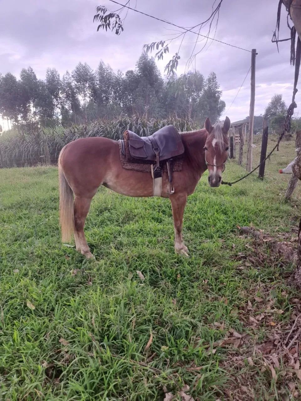 Vendo égua  - Foto 2
