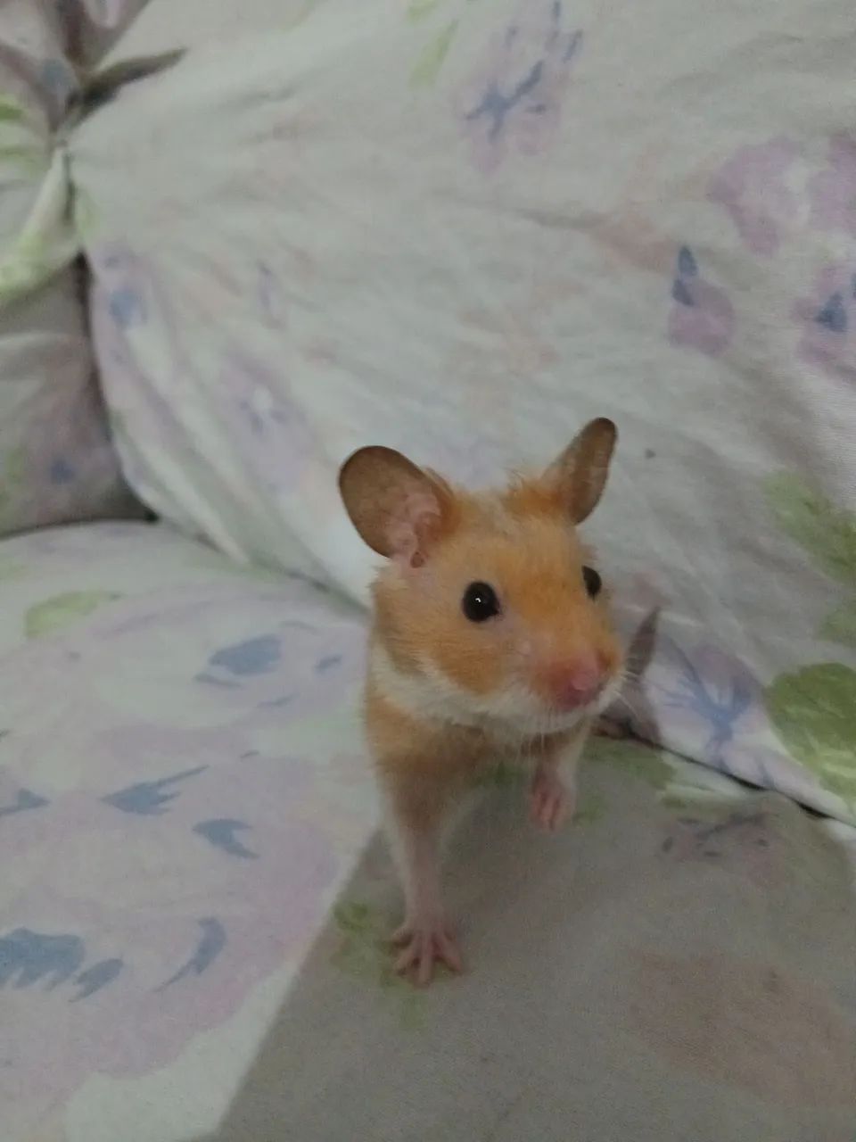 Hamster sírio macho super dócil  - Foto 5