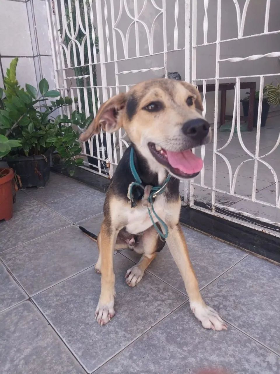 Cachorro p/ adoção  - Foto 3