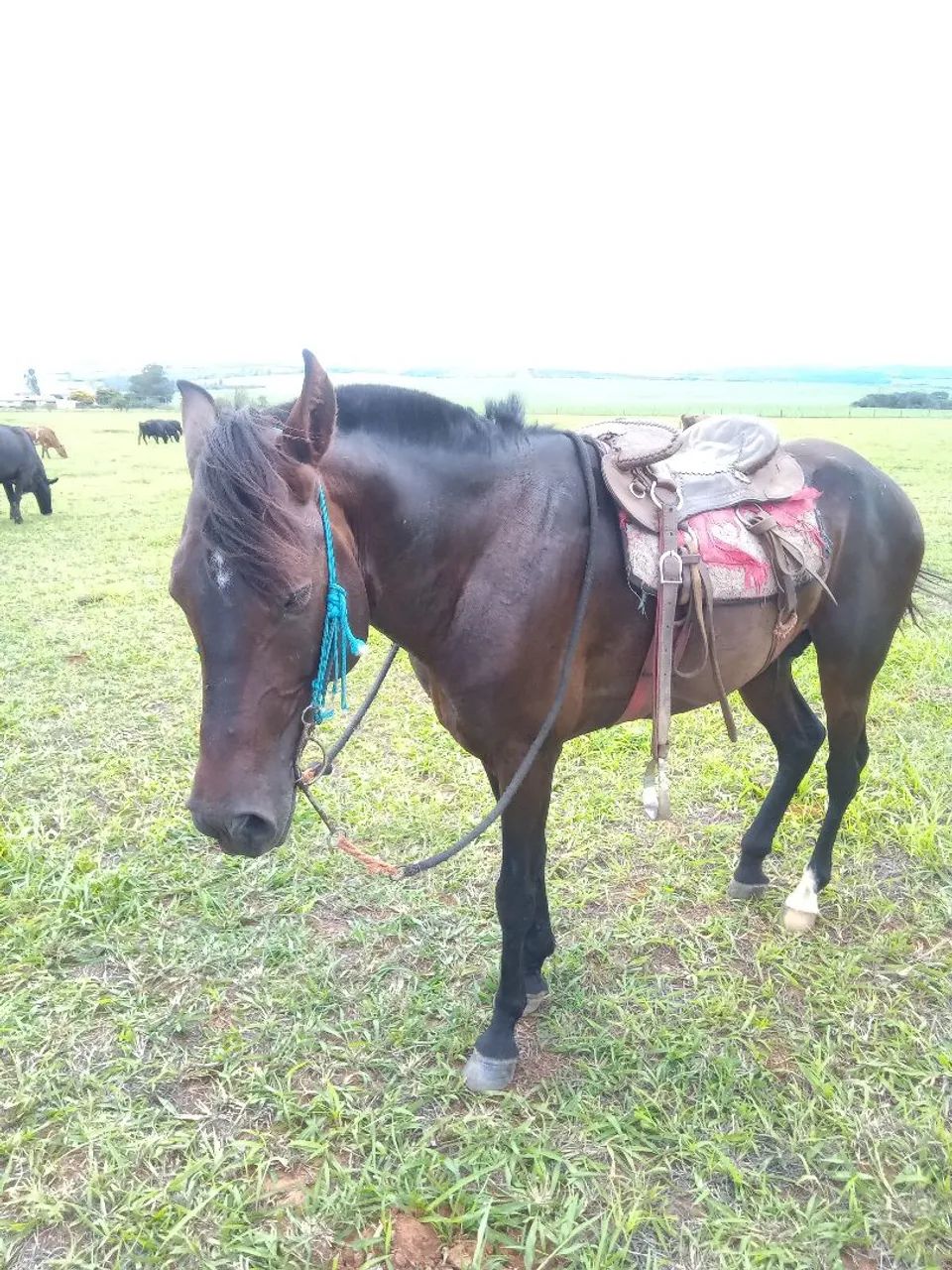 Cavalo MM manga larga  - Foto 2