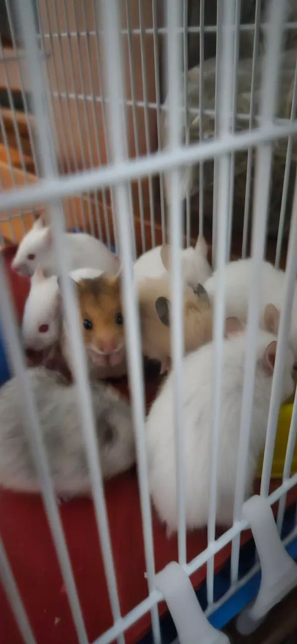 Hamster sírios disponíveis. - Foto 3