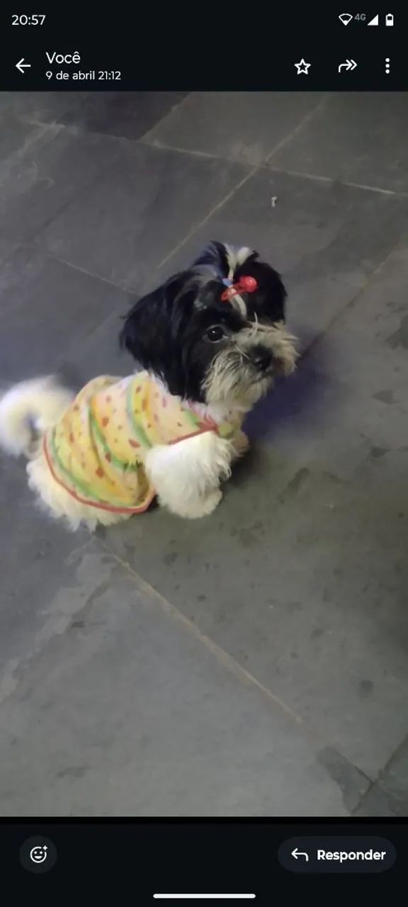 Filhote de cachorro - Foto 2