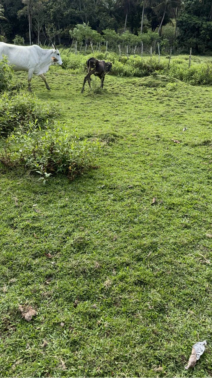 Vaga para Cazeiro para morar e trabalhar no sítio - Foto 2